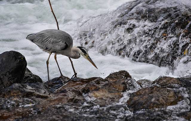 15天关西自由行,日本关东7日自由行