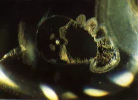 中国境内最好的宝石,中国哪里宝石最多