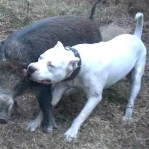 十大巨型犬种,10种大型犬