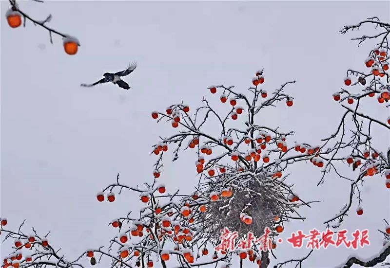 天水秦安大地,天水雪景美如画