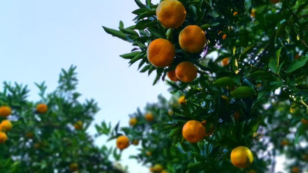 泉州的人间仙境,一秒就沦陷陆沉