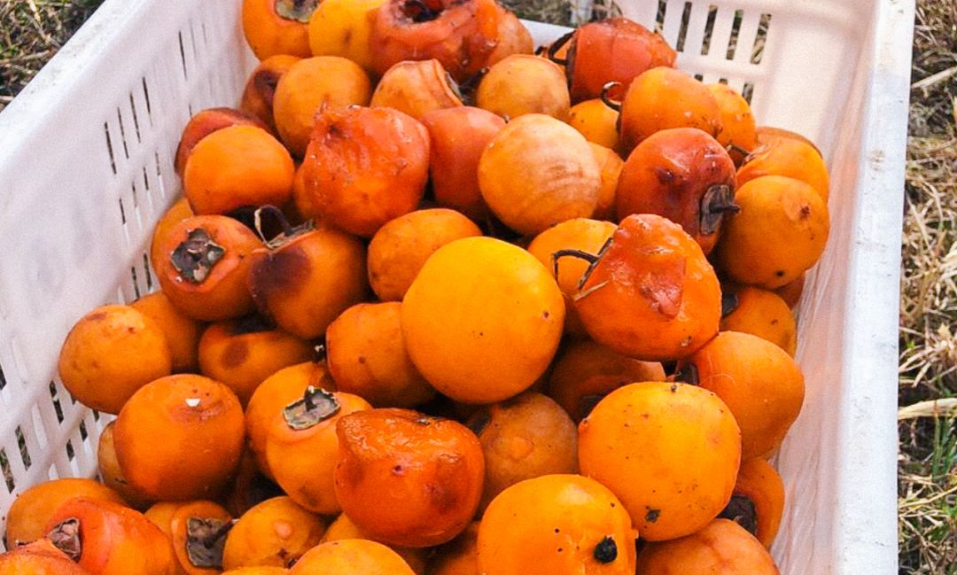 补货啦！柿饼界的小花旦，果冻Q心