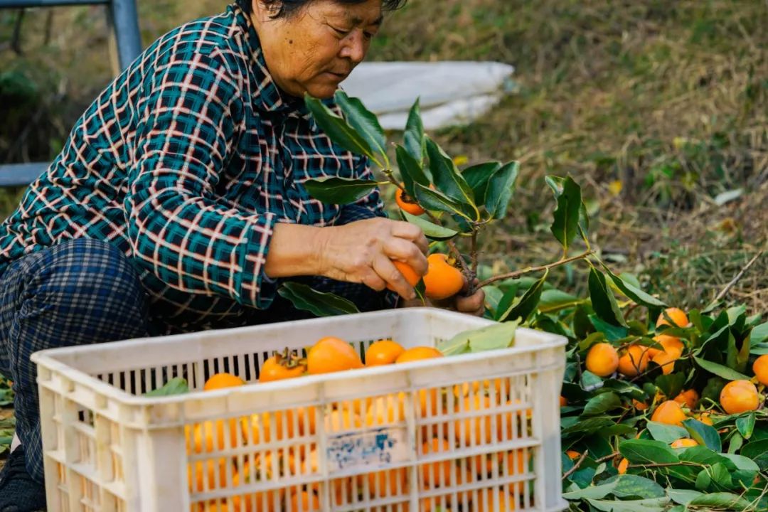 补货啦！柿饼界的小花旦，果冻Q心