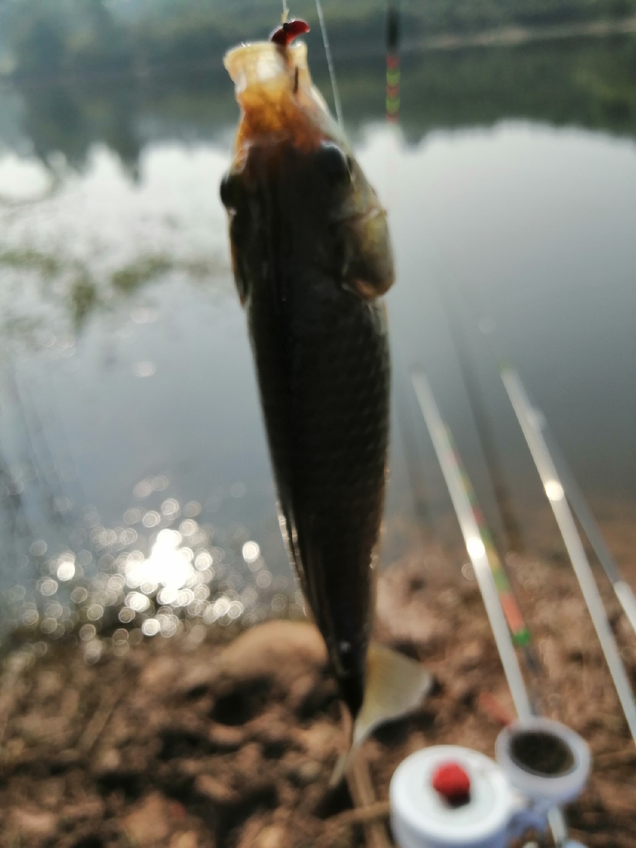 探钓偶遇小钓友怎么说,钓场用什么搭钓台