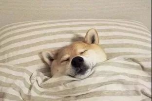 主人晚上不睡觉狗狗会困吗,狗狗睡了一整天还困正常吗