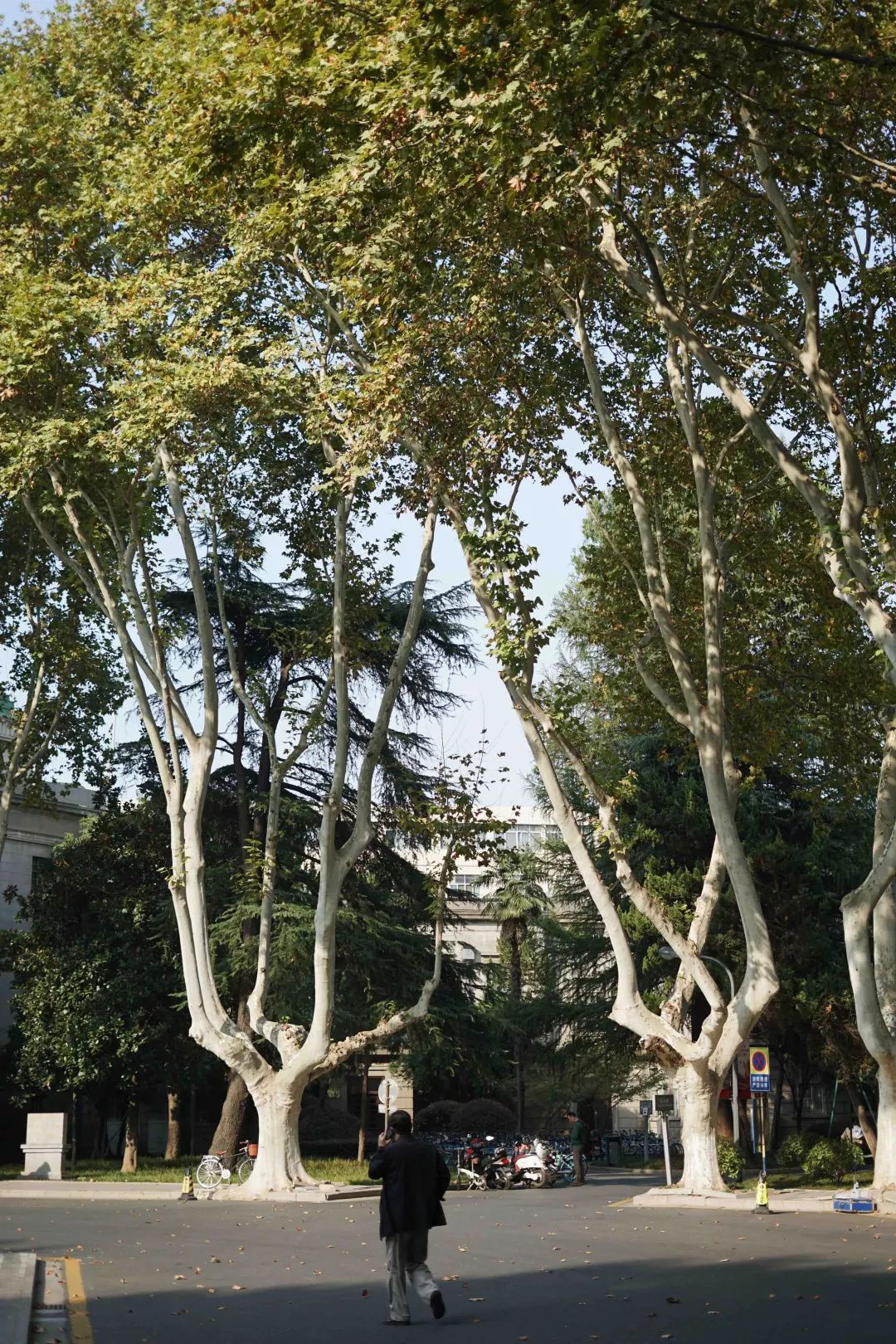 十二月南京一日游攻略,十二月的南京很温暖