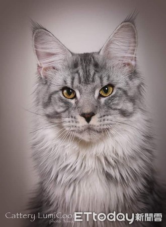 从欧洲带回「软萌小猫」1年后变超巨大！　妈傻眼：遇到诈骗？