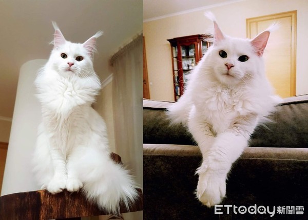 从欧洲带回「软萌小猫」1年后变超巨大！　妈傻眼：遇到诈骗？