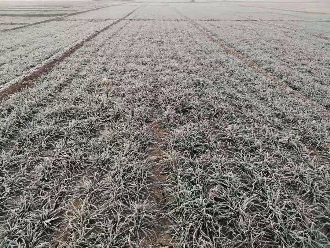 暖冬最新消息,倒春寒真的要来了