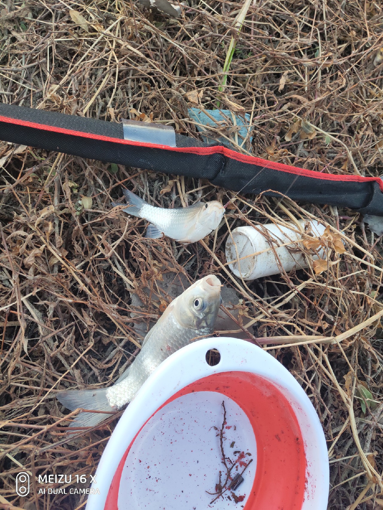 沙河钓大板鲫,沙河钓乌龟