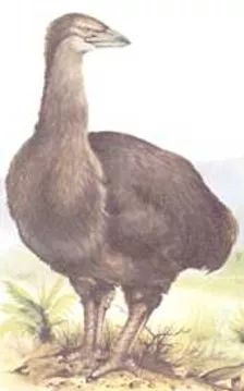 苏门答腊犀牛在2021年灭绝了没有,苏门答腊犀牛灭绝原因