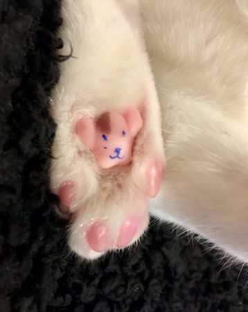 汪脚底藏无尾熊　网呆：我家的也有