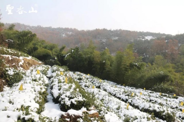 日照金山,日照房价