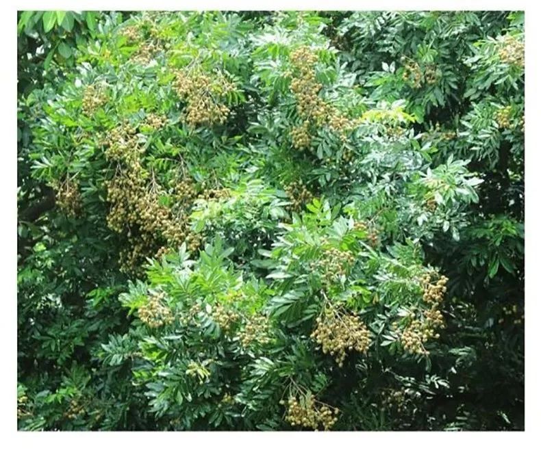 “泰”甜“泰”美！太便宜