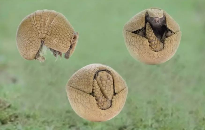 世界杯吉祥物福来哥超轻粘土,巴西世界杯吉祥物