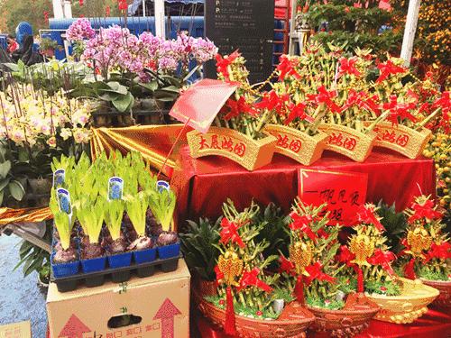 广州迎春花市哪里值得去,广州迎春花市指南
