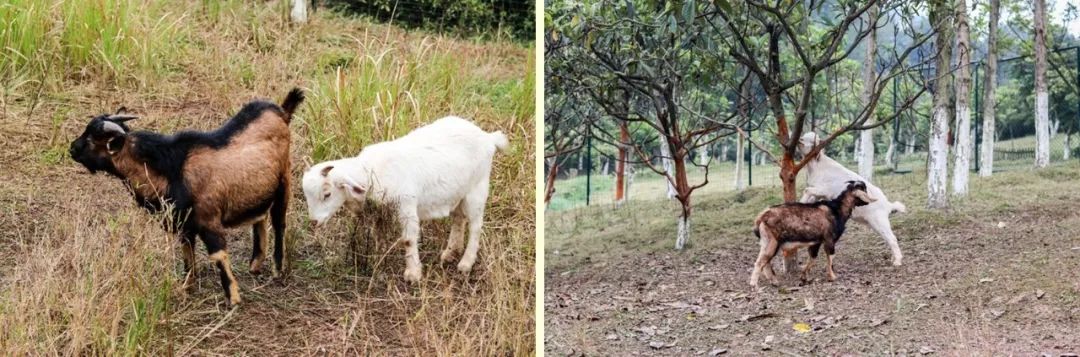 山水环抱、私汤入户|是时候造访全球首家悦榕庄温泉度假村了