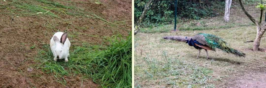 山水环抱、私汤入户|是时候造访全球首家悦榕庄温泉度假村了