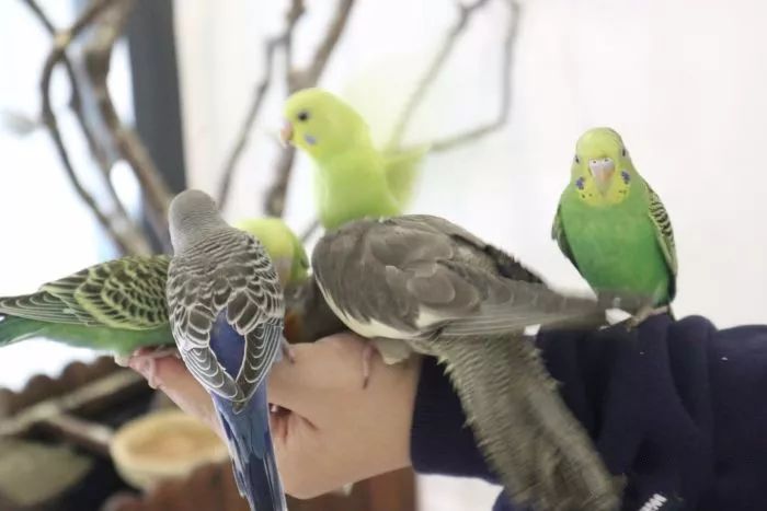 吸猫撸狗遛羊驼,吸狗撸猫遛羊驼