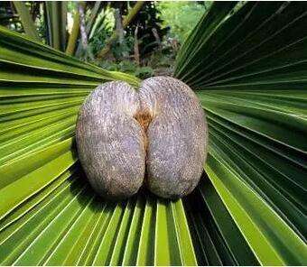 咳嗽吃什么水果止咳最快最有效,止咳效果最好的水果有哪些