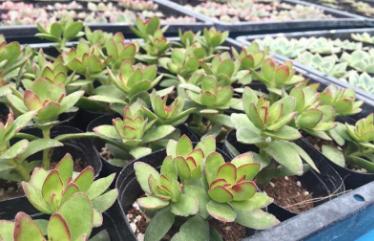 电商卖多肉植物挣钱吗,电商创富记视频