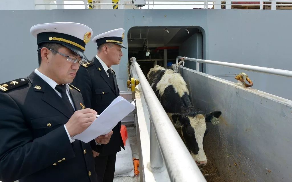 牛结节性皮肤病防控干货,一起来认识全身经络