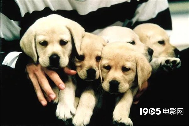 称霸元旦档的TA们,凭啥在银幕上备受宠爱?