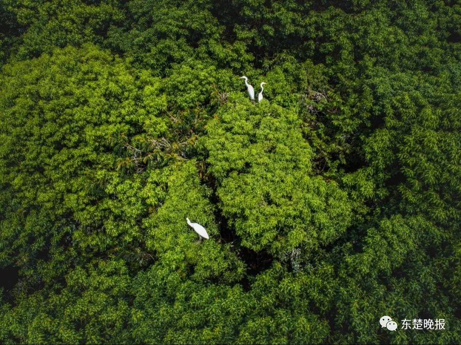 365天，行走3.2万千米，拍摄13万张照片！黄石人到底有多“野”？