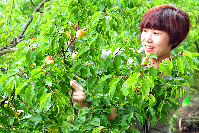 诏安红星青梅节,诏安红星梅园元旦