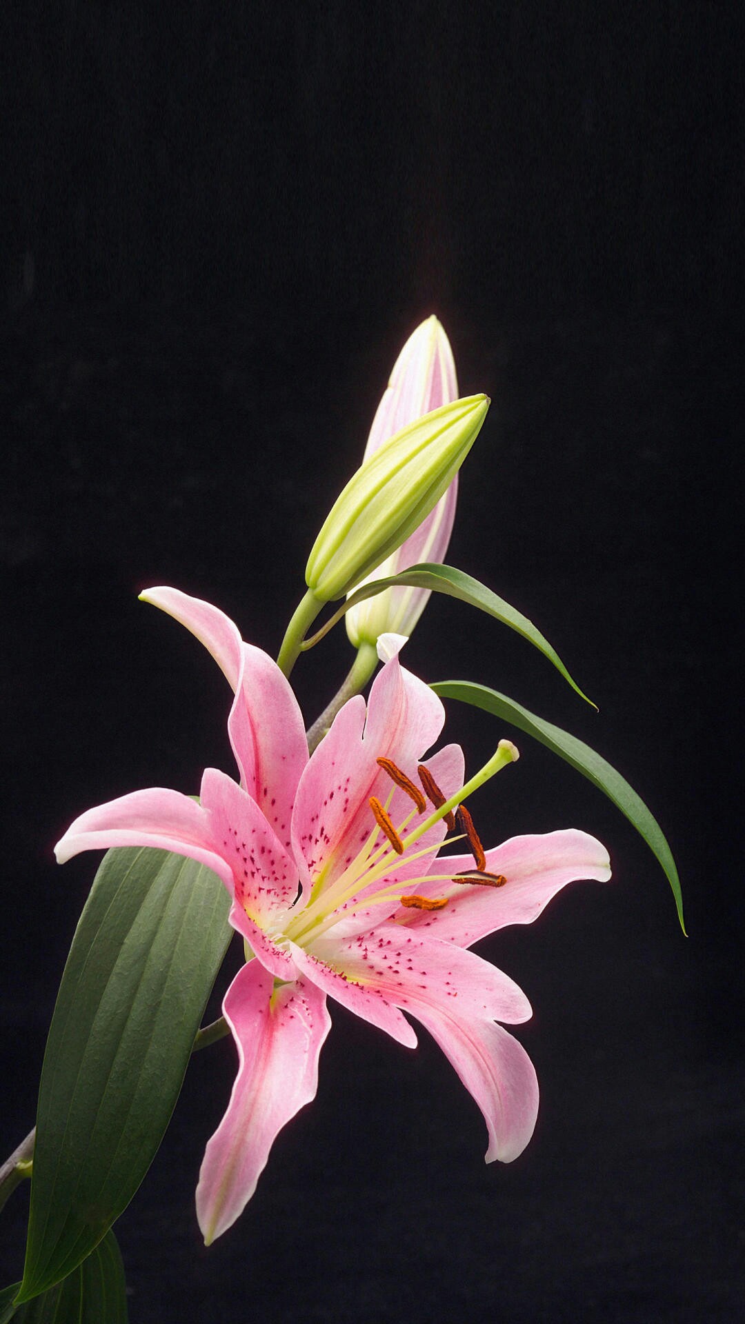 野钓运气爆棚,野钓钓到了1000斤大鱼