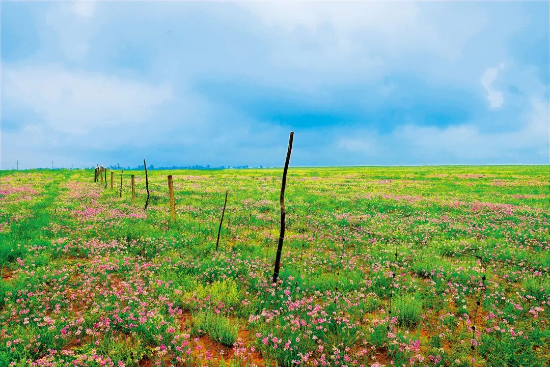过年新鲜海鲜有哪些,中国人过年常吃什么