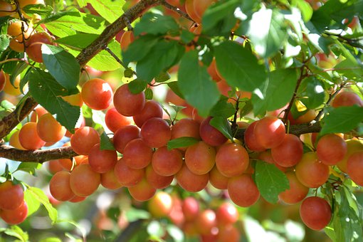 止咳的水果有哪些,这6种水果蒸着吃止咳化痰又润肺