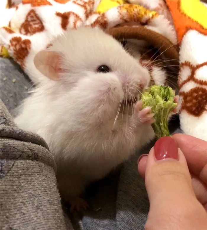 日推网友鼠年仓鼠腮帮子大赛，满屏圆滚滚毛茸茸敲可爱