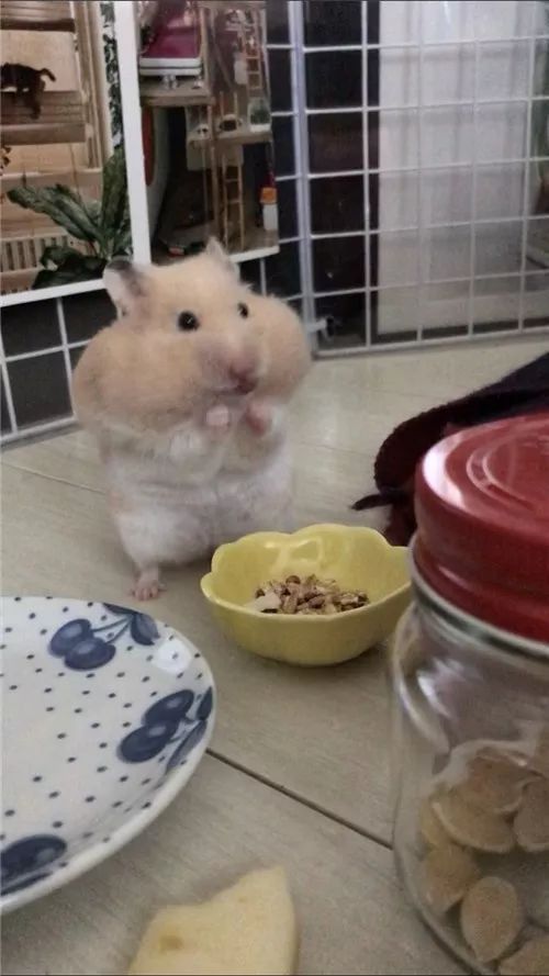 日推网友鼠年仓鼠腮帮子大赛，满屏圆滚滚毛茸茸敲可爱