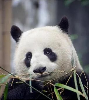 TheStoryoftheBlackWhite“LivingFossil”︱一只黑白“活化石”的前世今生