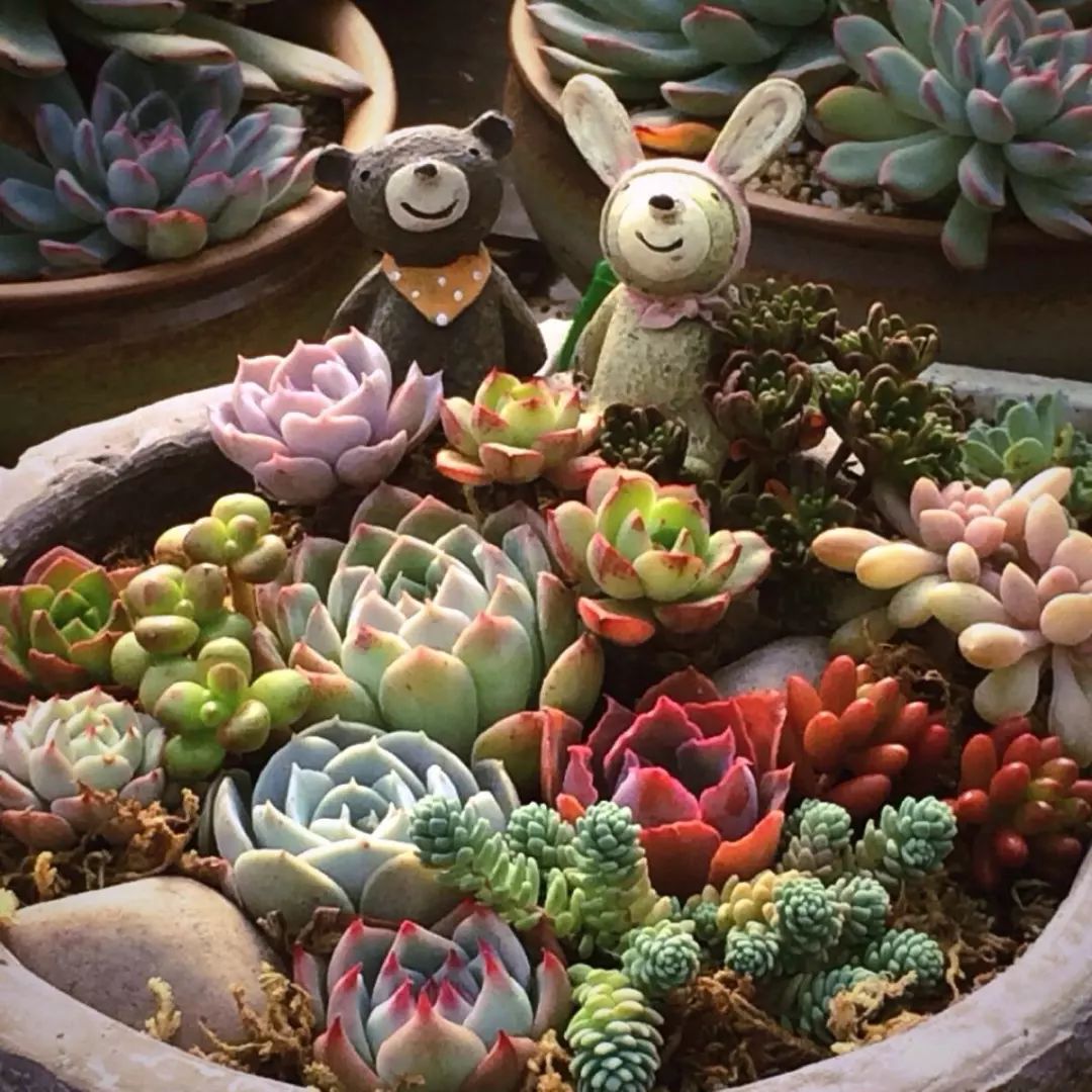 千万盆年宵花投放市场,千万盆年宵花上市迎新春