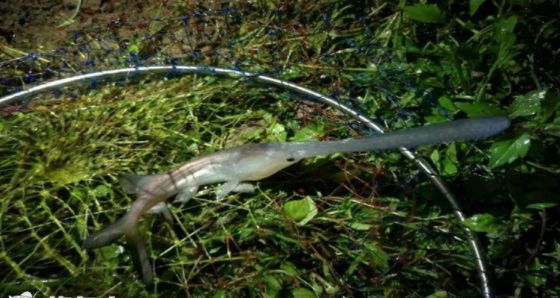 猪拱嘴鱼、长角蟋蟀、金色蜈蚣……贵州一溶洞发现多种不明生物