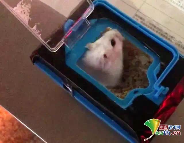 大学生带仓鼠回家坐火车,大学生带仓鼠上火车