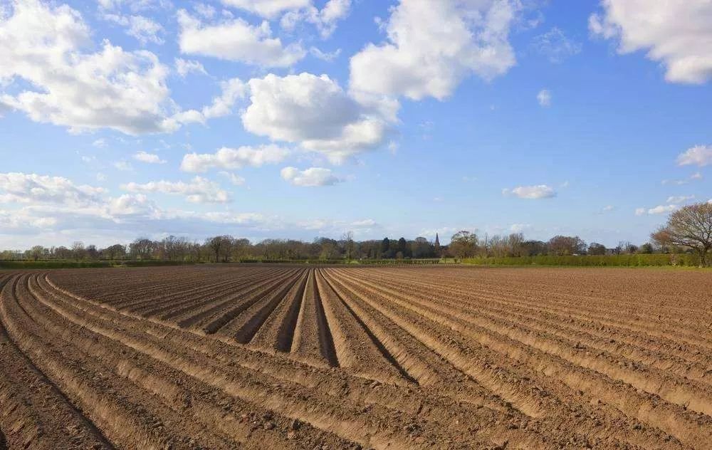 一路桃花为谁容齐陵农业再追梦