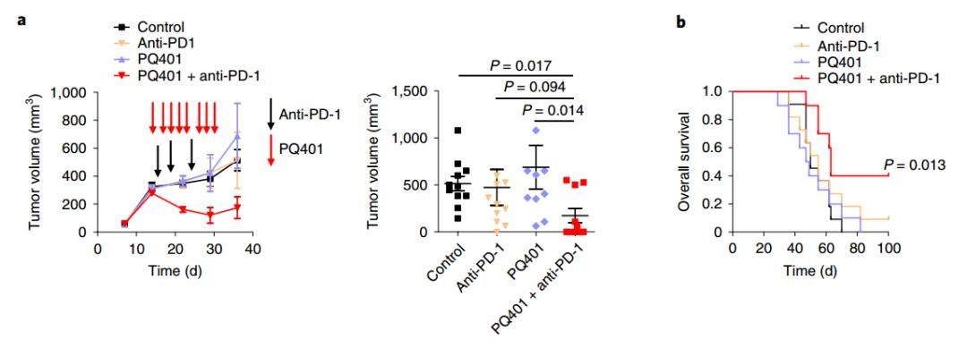 《自然》子刊：轻断食或能增强免疫治疗效果！科学家发现饥饿让非小细胞肺癌对PD-1抗体更敏感，有望解决免疫治疗耐药问题丨科学大发现