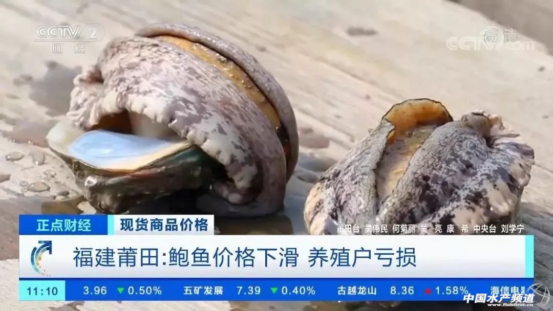 鲍鱼卖出白菜价,25个头的鲍鱼多少钱一只