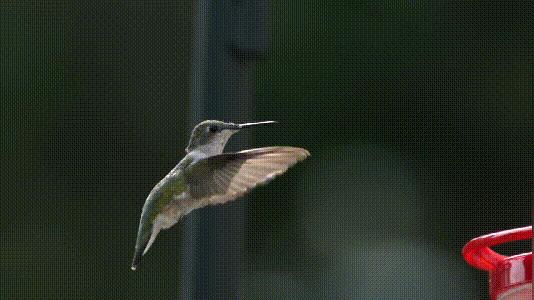 介绍第一视角蝙蝠,认识蝙蝠