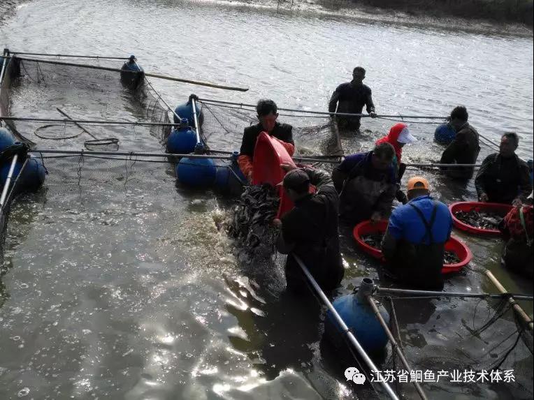 斑点叉尾鮰鱼苗培育技术,斑点叉尾鮰鱼种春季放养技术要点