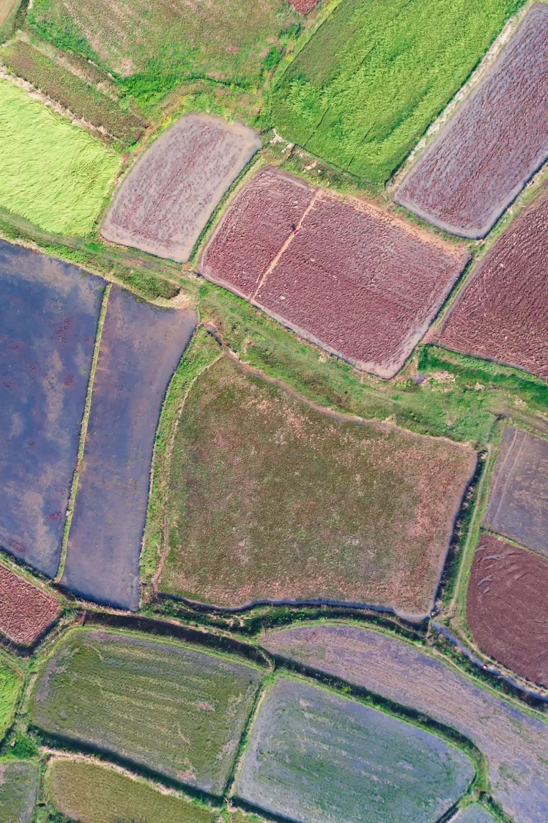 按吨起步支援湖北的蔬菜，背后是世界第一硬核蔬菜大国