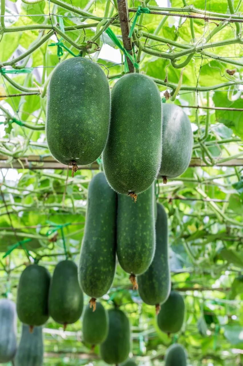 按吨起步支援湖北的蔬菜，背后是世界第一硬核蔬菜大国