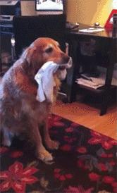 狗狗对袜子的执念，竟然还有科学解释