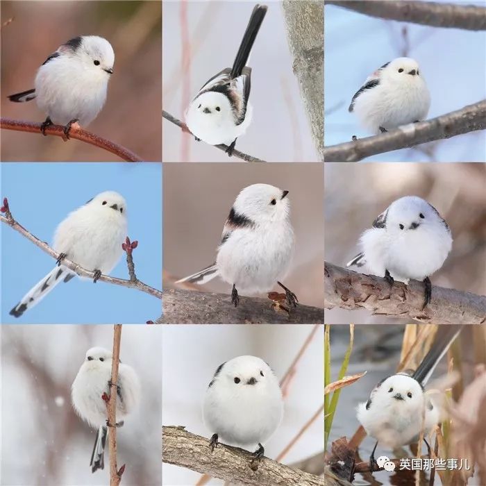 同样是冬天胖成球,凭什么鸟球就这么可爱