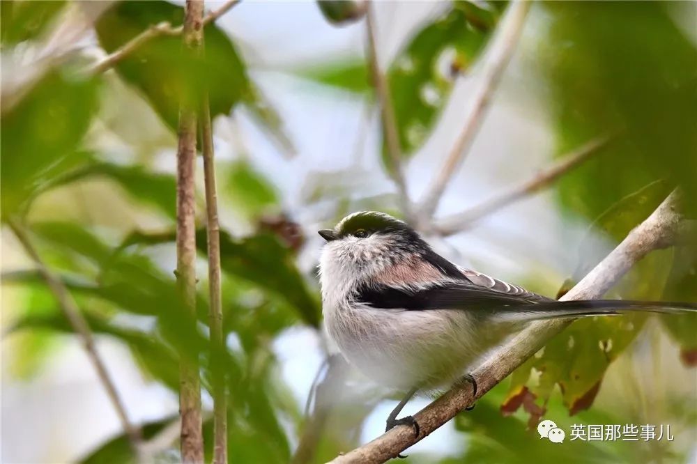 同样是冬天胖成球，凭什么鸟球就这么可爱