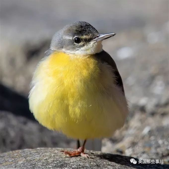 同样是冬天胖成球，凭什么鸟球就这么可爱