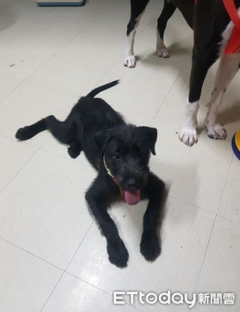 领养白色小狗原视频,高地白梗犬收养